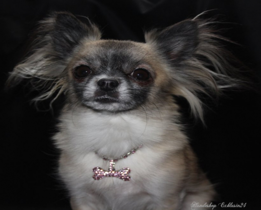 Puppia Bone Appettit Halskette