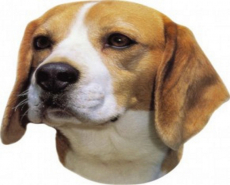 Aufkleber Beagle